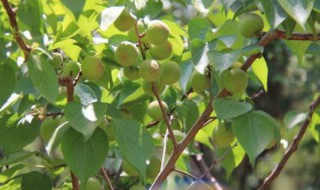 杏树的夏季修剪方法 杏树的夏季修剪方法视频