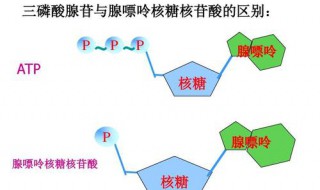 植物光合作用中ATP的生成场所 光合作用atp合成场所