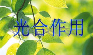 光合作用过程分为哪两个阶段（光合作用的过程可分为哪两个阶段）