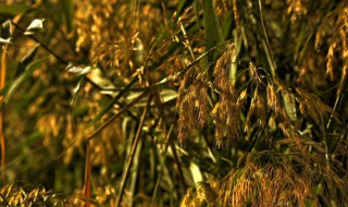 柳花和芦花是什么季节 柳花和芦花是什么季节开的