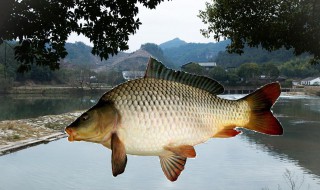 鲤鱼多少度开口好（鲤鱼在水温多少度开口）