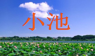 小池这首诗写的是什么季节什么地方（小池这首诗描写的是什么季节什么地点）