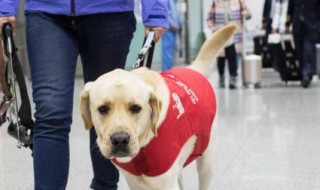 导盲犬可以上飞机吗（导盲犬可以上飞机吗现在）