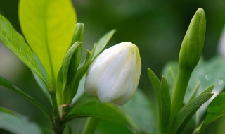 栀子花为啥不吉利（办公室栀子花为啥不吉利）