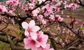 四月份苏州赏花景点 苏州4月赏花