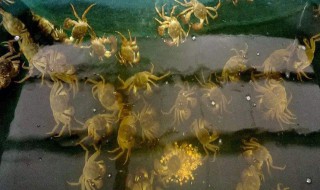 自家怎么养螃蟹 怎样在家养螃蟹