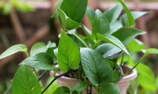 南方这个季节适合种什么花（南方一般哪些季节适合种花）