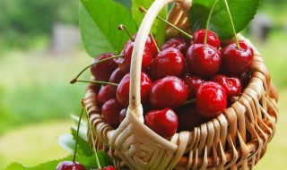 樱桃的营养价值与食用功效 本地樱桃的营养价值与食用功效