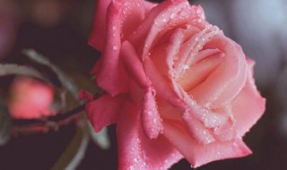 粉色玫瑰花可以放在水中养吗 粉色玫瑰花可以放在水中养吗