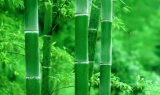 竹子适合什么时候砍伐 竹子什么时候砍伐最好