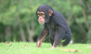 与人类亲缘关系最近的动物是黑猩猩还是大猩猩 黑猩猩介绍