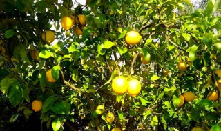 柠檬树的正确种植方法 柠檬树的种植方法和注意事项