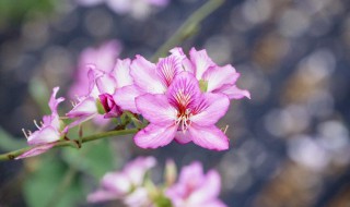 拍摄花草技巧教程（拍摄花草技巧教程图解）