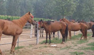 马匹繁育方法和技巧 马匹繁育最佳年龄