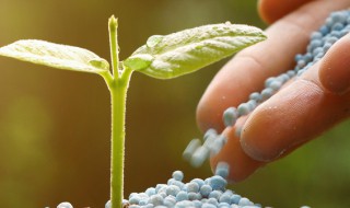 怎么做酸性肥料土 酸性土壤肥料
