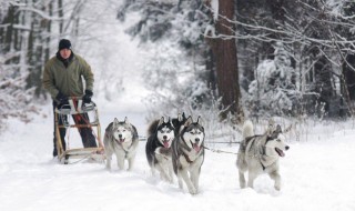 雪橇犬有哪些 雪橇犬有哪些品种