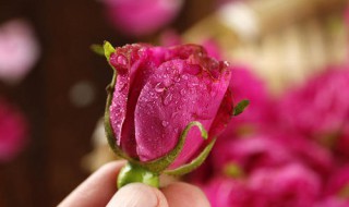食用玫瑰花繁殖方法（食用玫瑰花繁殖方法有哪些）