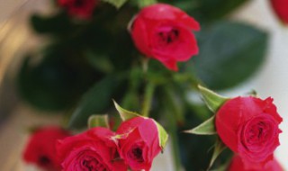 玫瑰花苗的种植方法 玫瑰花的种植方法及养护