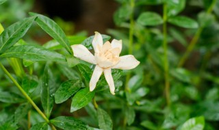 栀子花有哪些品种（栀子花有哪些品种?）