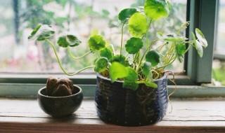 植物雌性激素哪些（植物雌激素和雌激素）