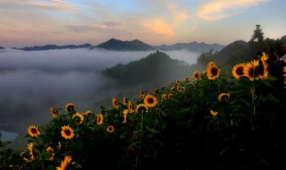 什么植物会变化（还有什么植物会变化）