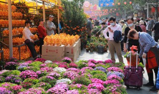 太阳花代表什么动物（太阳花代表什么动物生肖）