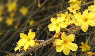 黄颜色花的花有哪些春天（黄颜色的花有什么花）