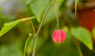 蔓性风铃花如何养殖（蔓性风铃花的种植如何培育）