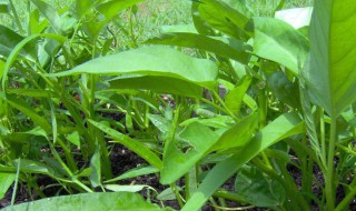 蕹菜的种植方法和技巧（簕菜种植方法和时间）