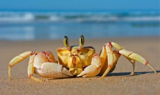 螃蟹为什么会流油 螃蟹肥的流油