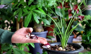 兰草的养殖方法 兰花的养殖方法技巧