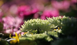 表达菊花开放的语句有哪些（表达菊花开放的语句有哪些呢）