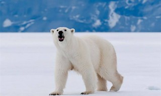 北极熊适合生存的环境 北极熊适合生存的环境是