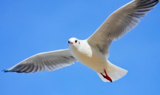 海鸥为什么称为海上清洁工 海鸥为什么是地球的清洁工