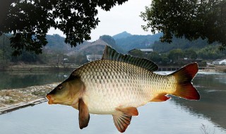 饲养的鲫鱼吃什么 饲养的鲫鱼吃什么食物最好