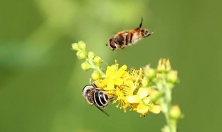 昆虫记中泥蜂吃什么（昆虫记泥蜂的特点和生活特征）