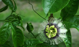 百香果如何开花（百香果如何开花快）