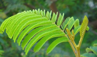 含羞草种植需注意什么 含羞草 种植