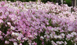 夜来香这种花是什么时候开 夜来香这种花是什么时候开花的