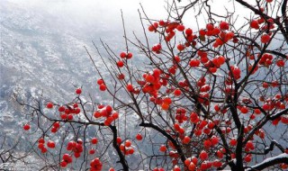 岁岁年年柿柿红剧情介绍（岁岁年年柿柿红剧情介绍电视猫）