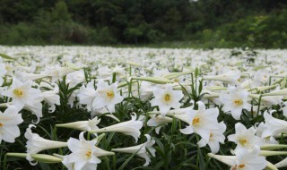 南方地区怎么种百合花（百合花在南方地区能养殖吗）