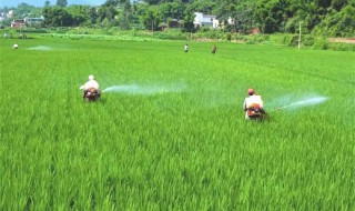 1亩田水稻施肥方法 水稻一亩田用多少肥料合适