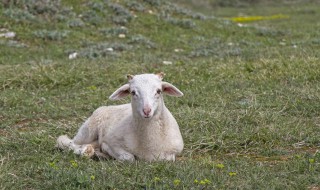 养羊怎么做草料（养殖羊草料）