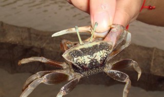小河沟抓的螃蟹怎么做 小河沟的螃蟹怎么做好吃