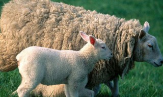 羊羔的正确护理方法 羊羔怎么护理