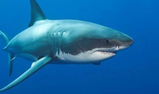 鲨鱼是保护动物吗（野生鲨鱼是保护动物吗）