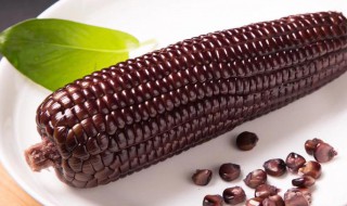 黑玉米是转基因的吗 黑玉米是转基因的吗哪的特产