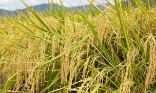 杂交水稻是转基因吗（籼型杂交水稻是转基因吗）