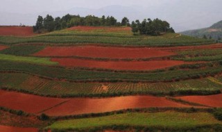 红壤在我国分布在哪 红壤在我国分布在哪个平原