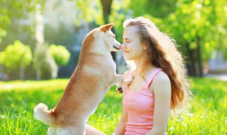 巴哥犬的优缺点 巴哥犬的优缺点及性格特征